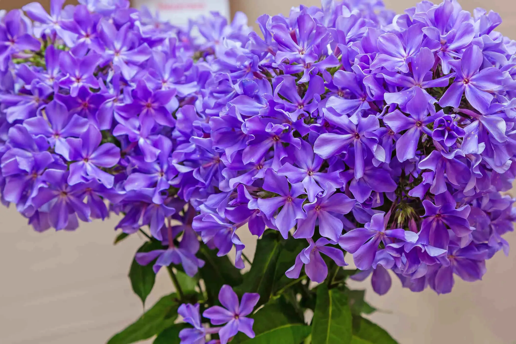 Флокс Гордость России - Florasad
