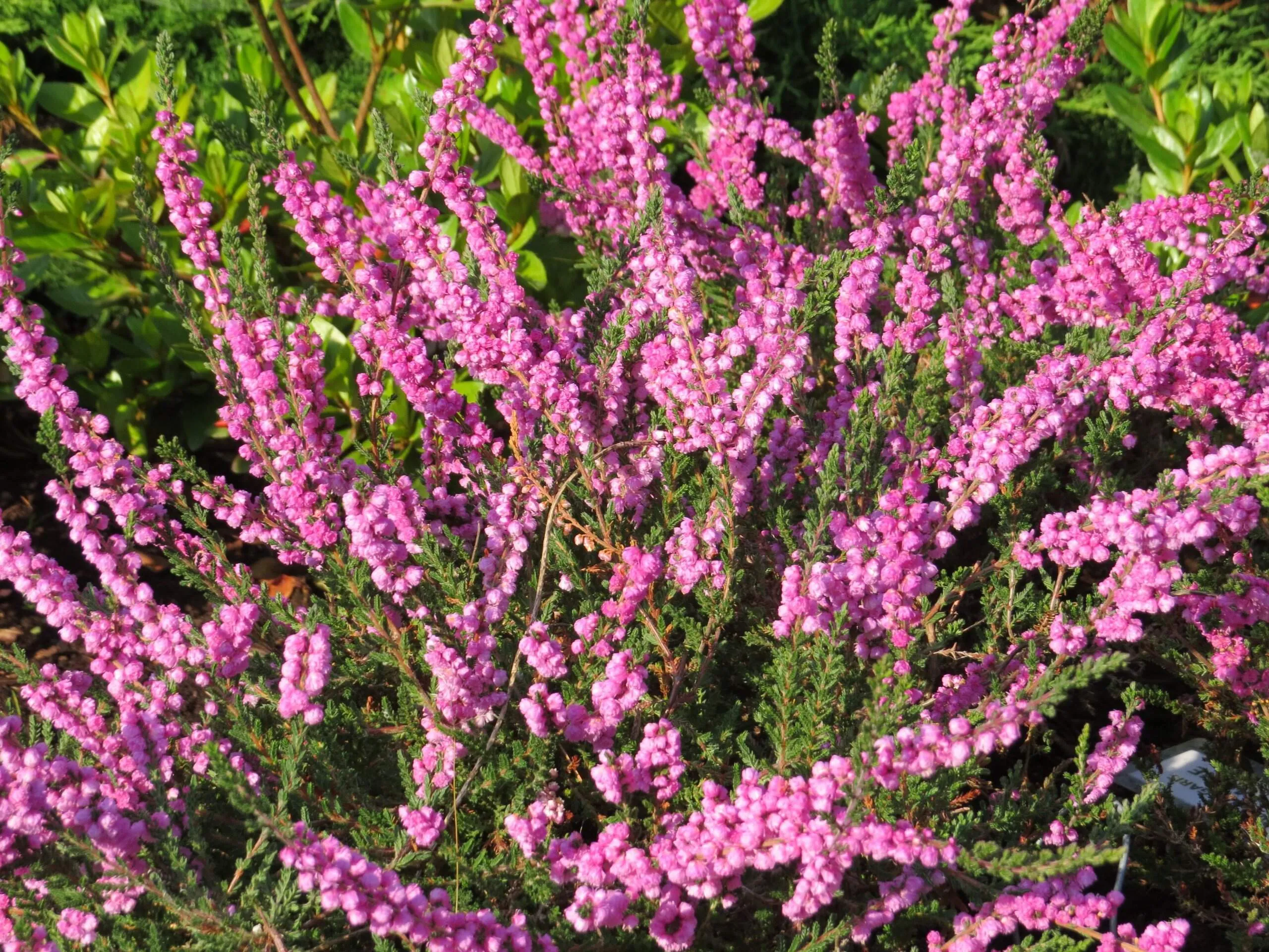 <b>Вереск</b> <b>Calluna</b> vulgaris Annemarie купить в Минске, большой выбор <b>вересков</b> <b>C...</b>