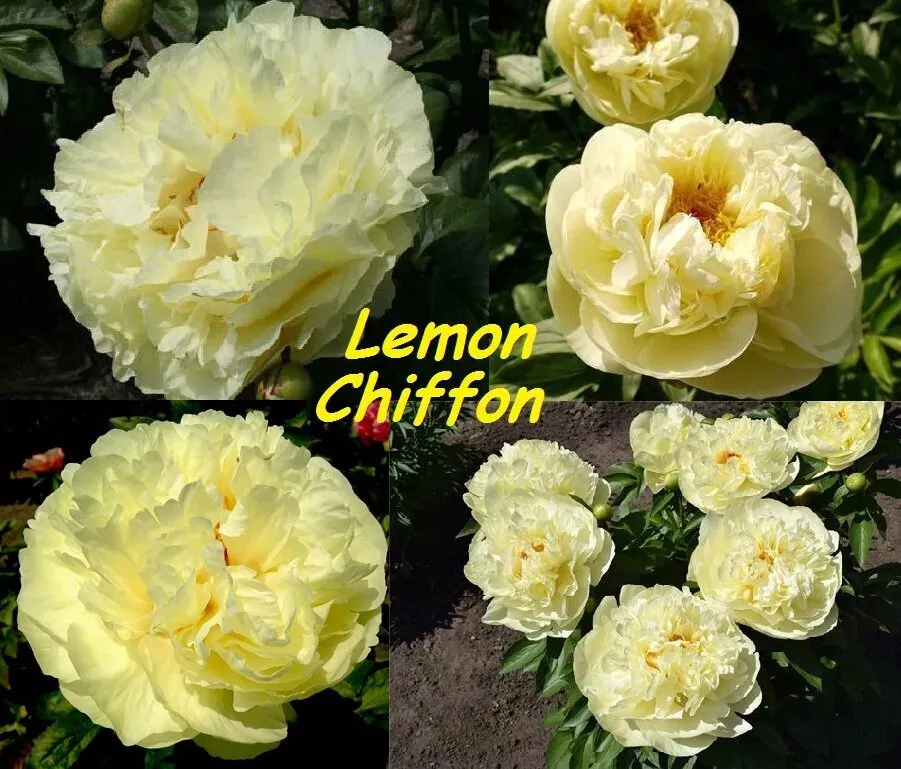 Пион лемон шифон фото и описание цена Пион LEMON CHIFFON Лемон Шиффон - Florasad