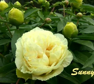 Пион Sunny Girl