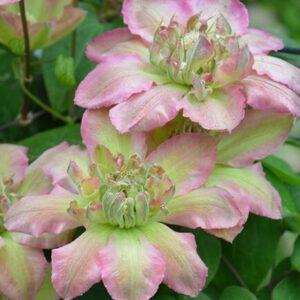 Клематис Писташио Кейк ОКС