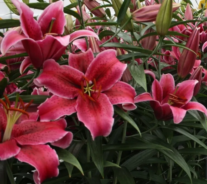 Лилия Корвара 3 шт — изображение 3