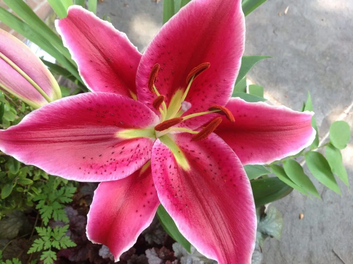 Лилия Корвара 3 шт — изображение 4