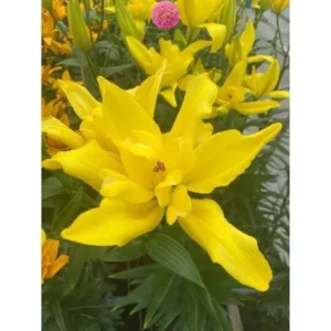 Лилия Томос 2 шт.