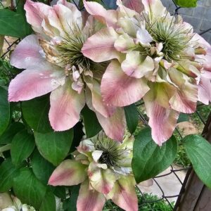 Клематис Писташио Кейк ОКС