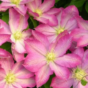 Клематис Асао ОКС