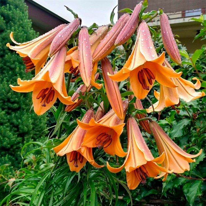 Лилия Африкан Квин 2 шт.