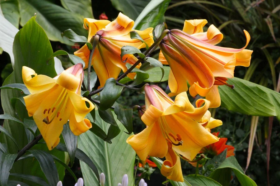 Лилия Африкан Квин 2 шт. — изображение 3