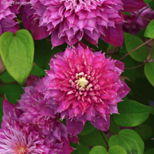 Клематис Хот Лав ОКС