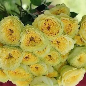 Роза VIP NEW XXL — изображение 3