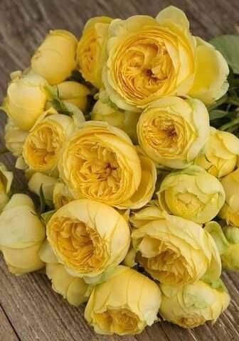 Роза VIP NEW XXL — изображение 2