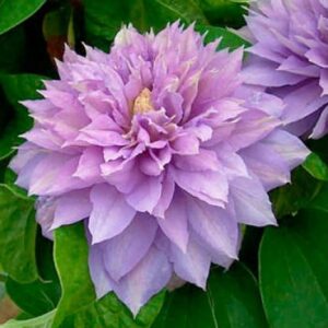 Клематис Протеус ОКС