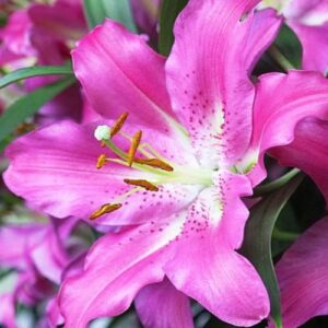 Лилия Кей Уэст 3 шт.