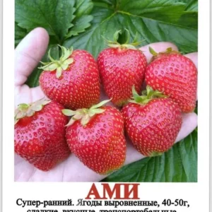 Клубника Ами 10 шт.
