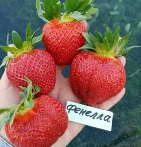 Клубника Фенелла 10 шт.