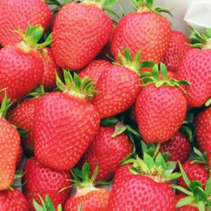 Клубника Флер 10 шт.