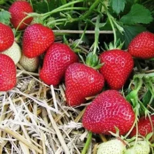 Клубника Флоренс 10 шт.