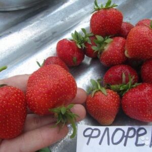 Клубника Флоренс 10 шт.