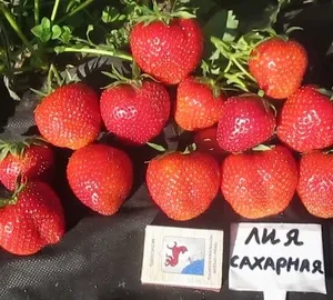 Клубника Лия Сахарная 10 шт.