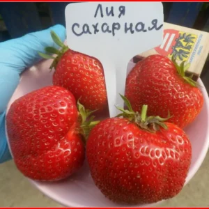 Клубника Лия Сахарная 10 шт.