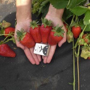 Клубника Лючия 10 шт.