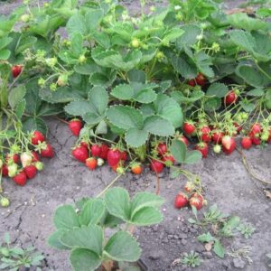 Клубника Мурано 10 шт.