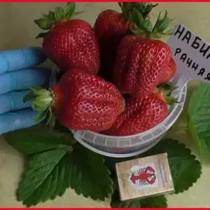 Клубника Набилла 10 шт.