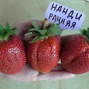 Клубника Нанди 10 шт.