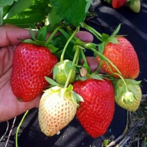 Клубника Прими 10 шт.