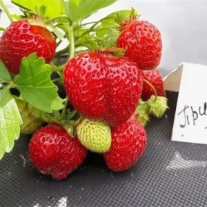 Клубника Прими 10 шт.