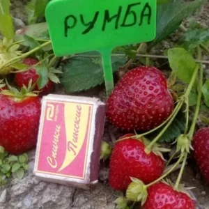 Клубника Румба 10 шт.