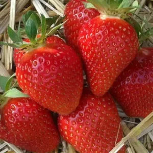 Клубника Сибилла 10 шт.