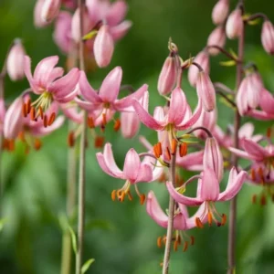 Лилия Канди Монинг 1 шт