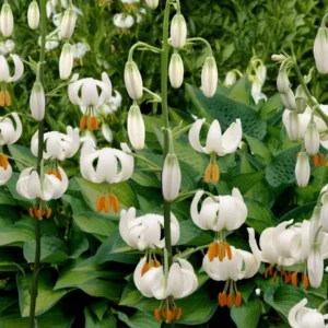 Лилия Сноу Монинг 1 шт