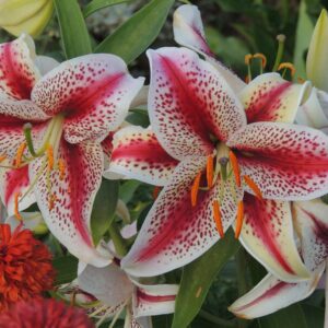 Лилия Тайгервудс 2 шт