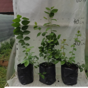 Голубика Шантеклер