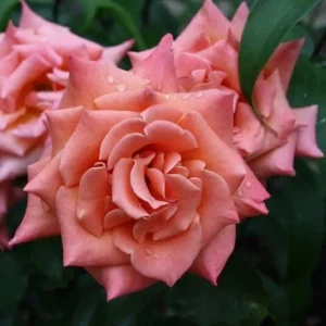 Роза Энн Хендерсон