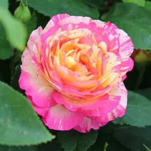 Роза Марк Шагал