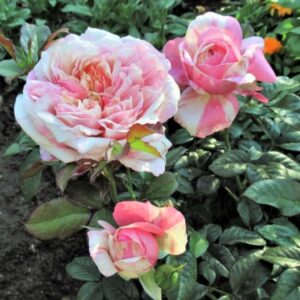 Роза Маскарэ (Mascaret)