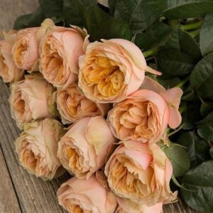 Роза Свит Вувузела