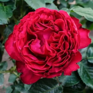 Роза Травиата (Traviata)