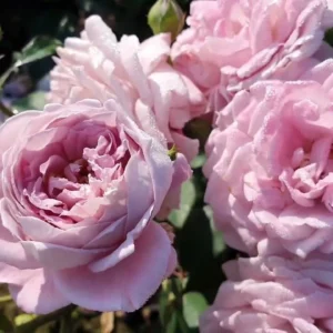 Роза Семь морей, Сэвн Сиз