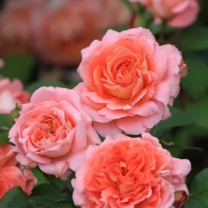 Роза Мами Дитьер