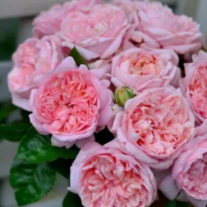 Роза Мауриция