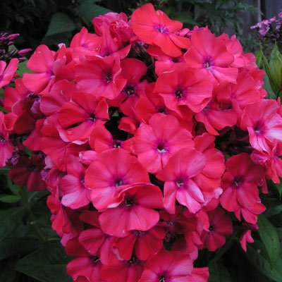 Флокс Тенор