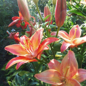 Лилия Коста Дель Сол 3 шт.