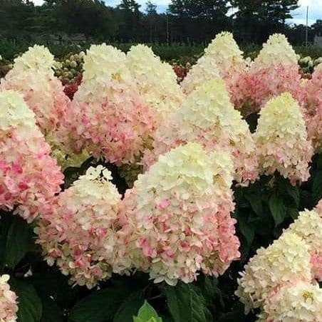 Гортензия "Мэджикал свит саммер" — изображение 2