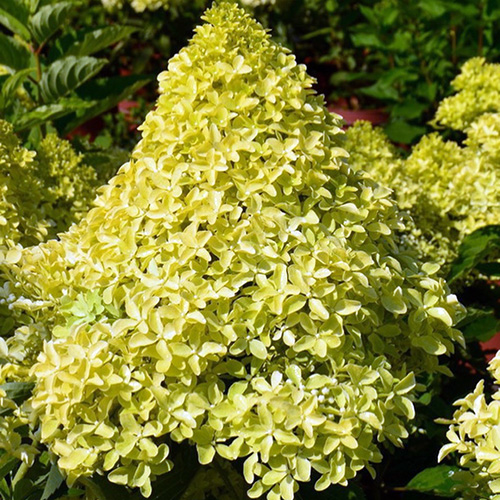 Гортензия "Лайм спаркл" — изображение 2