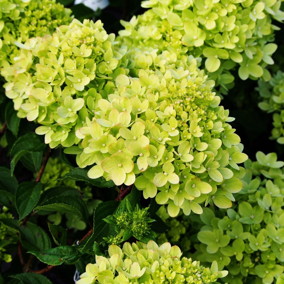 Гортензия "Лайм спаркл"