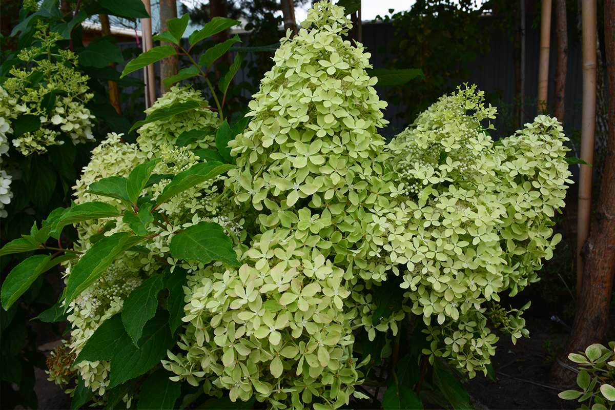 Гортензия "Лайм спаркл" — изображение 3